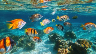 畅游海底的多彩热带鱼