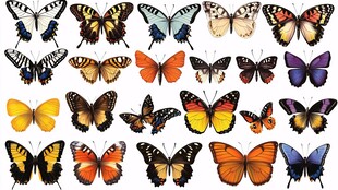 多彩蝴蝶集合展示