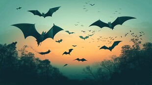 黄昏中蝙蝠群飞的奇幻景象