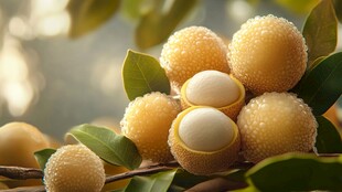 新鲜龙眼果实挂于枝头