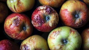 腐烂的苹果特写