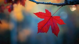 枝头红枫叶 秋意正浓