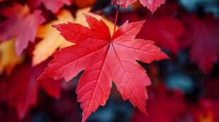 秋日红枫叶特写