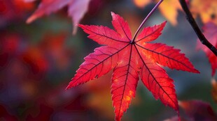 秋意红枫 尽显自然之美