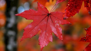 红枫叶上的晶莹水珠