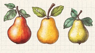 手绘三梨图