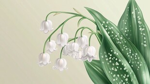 铃兰花枝绽放 清新雅致