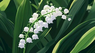 铃兰花绽放 清新自然之美