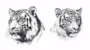 双虎素描头像