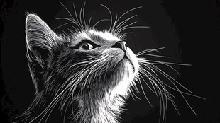 仰望的猫咪黑白素描