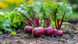 新鲜甜菜扎根于肥沃土壤