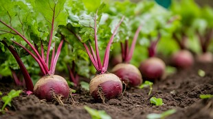 田间生长的新鲜甜菜根