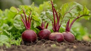 新鲜甜菜长在肥沃泥土中