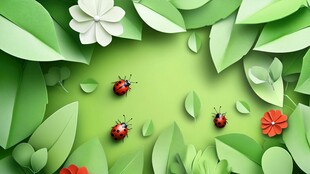 绿叶繁花间的瓢虫小世界