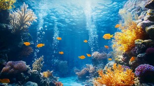 梦幻海底世界的缤纷景致