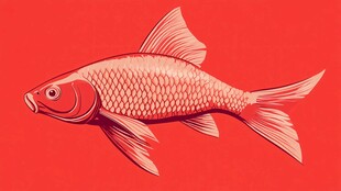 红色锦鲤插画