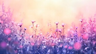 梦幻花海 浪漫的粉色景致