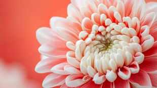 粉色菊花特写 柔美绽放