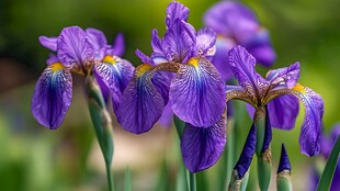 紫色鸢尾花绽放的美丽