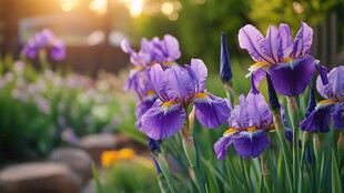 夕阳下绽放的紫色鸢尾花