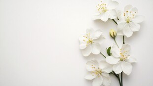 白色花卉特写 清新优雅