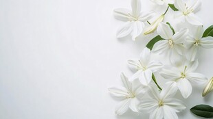 白色素雅茉莉花清新画面