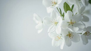 白色繁花绽放 清新美好