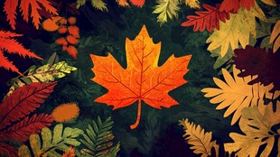 秋日枫叶与多彩植物景观