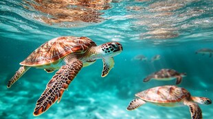 海龟悠游于澄澈海底世界