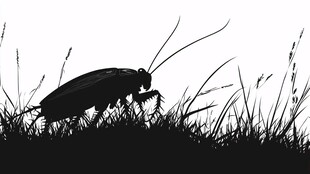 草丛中的蟑螂剪影