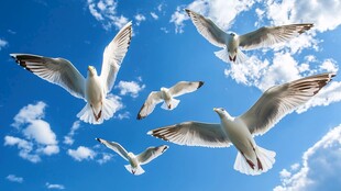 海鸥翱翔于蓝天白云间