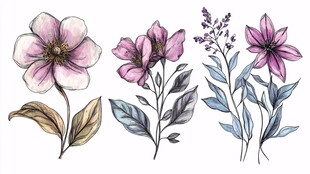 手绘粉色花卉植物插画