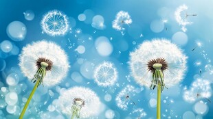 蓝天下飞舞的蒲公英