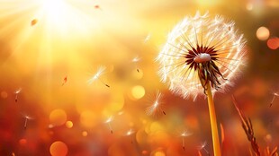 阳光下飞舞的蒲公英