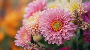 娇艳多姿的粉色雏菊绽放