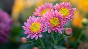 娇艳粉色菊花绽放