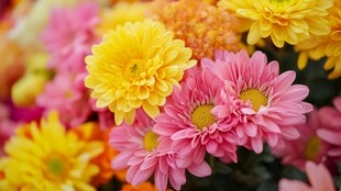 缤纷多彩小雏菊绽放