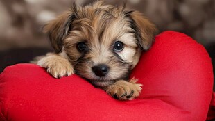 可爱小狗依偎红心抱枕