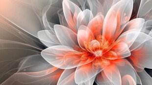 梦幻透明花朵艺术图像