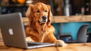 金毛犬专注看笔记本电脑