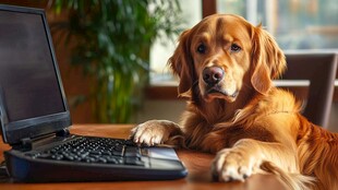 金毛犬趴桌伴黑屏电脑