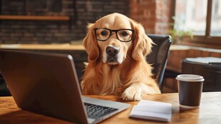 戴眼镜的狗狗专注用电脑