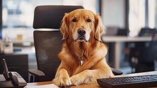 金毛坐办公桌前办公模样