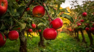 红苹果挂满果园枝头