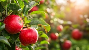 枝头红苹果 阳光绿意间