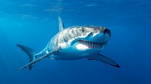深海中的大白鲨