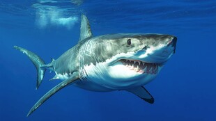 深海中的大白鲨