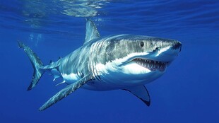 深海中的大白鲨