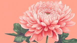 粉色大丽菊 清新花卉插画