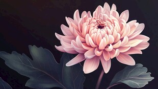 粉色菊花绽放 尽显柔美